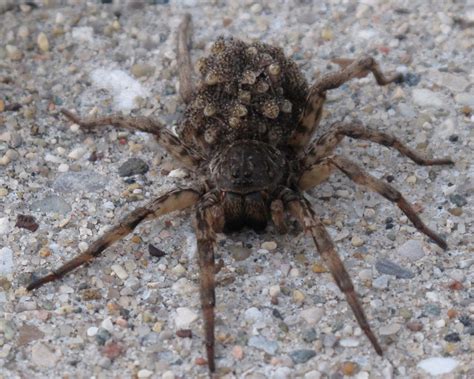 Wolf Spider