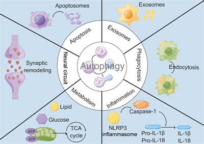 Frontiers Microglial Autophagy In Cerebrovascular Diseases