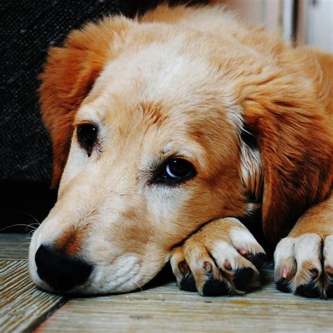 Enfermedades más frecuentes en perros y gatos Labyes