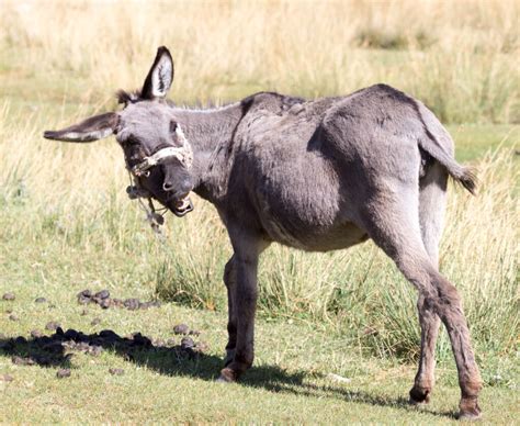 Caution Some Products Might Be Made From Ass Meat WNOR FM