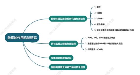 生物化学高频考点（二十八）之激素的作用机制研究内容及思维导图 知乎