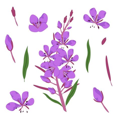 Set Of Fireweed Design Elements Wildflowers In Cartoon Style 13437052