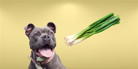 Can Dogs Eat Green Onion? The Risks And Dangers