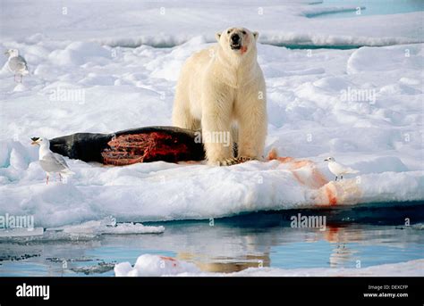 Polar Bear Ursus Maritimus With Prey Svalbard Norway Stock Photo