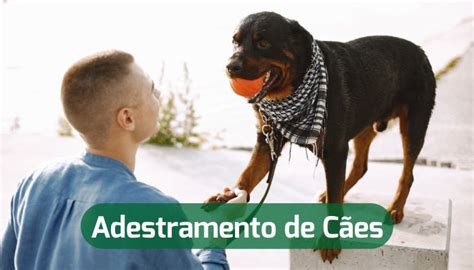 Adestramento de Cães Tudo o que você precisa saber