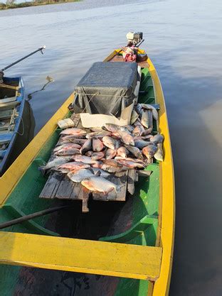 In Cio Guia De Peixes Comericalizados Em Monte Alegre