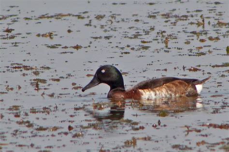 Identification of Baer’s Pochard and Baer’s-type Birds