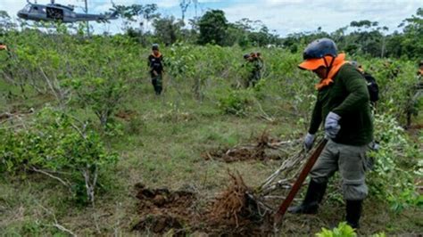 Erradican M S De Hect Reas De Cultivos Ilegales De Hoja De Coca