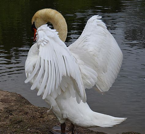 Swan Wings By Frankandcarystock On Deviantart