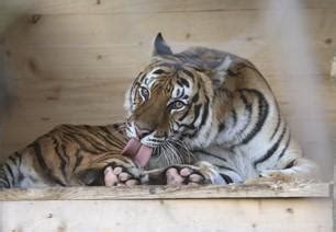 Tiger In Der Obhut Von Vier Pfoten Bilder Galerien Unsere