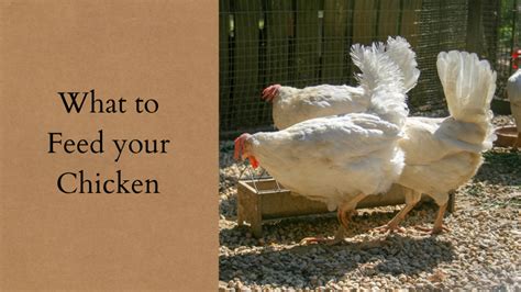 What To Feed Your Chickens Hen House HQ