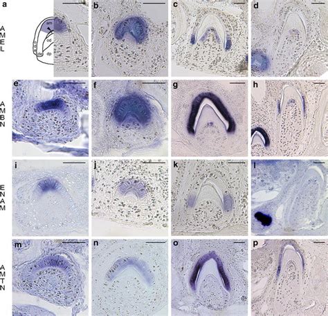 In Situ Hybridization Of Amel Ambn Enam And Amtn During Amelogenesis