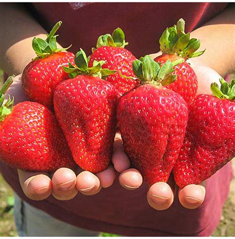 stoloni capsuni premial  buc ferma draghici