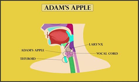 Diagram Of Adam's Apple