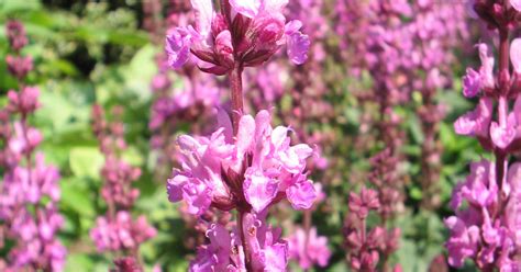 Salvia X Superba Merleau Rose Siersalie Bloemenpark Appeltern