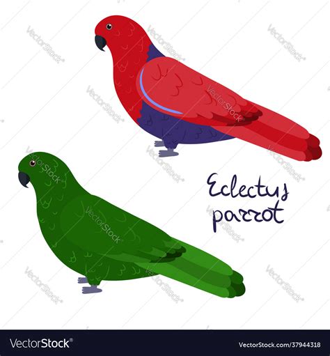 Eclectus Parrot In Cartoon Style On White Vector Image