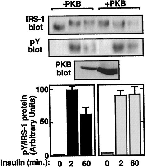 Phosphorylation Of Insulin Receptor Substrate 1 Irs 1 By Protein Kinase B Positively Regulates