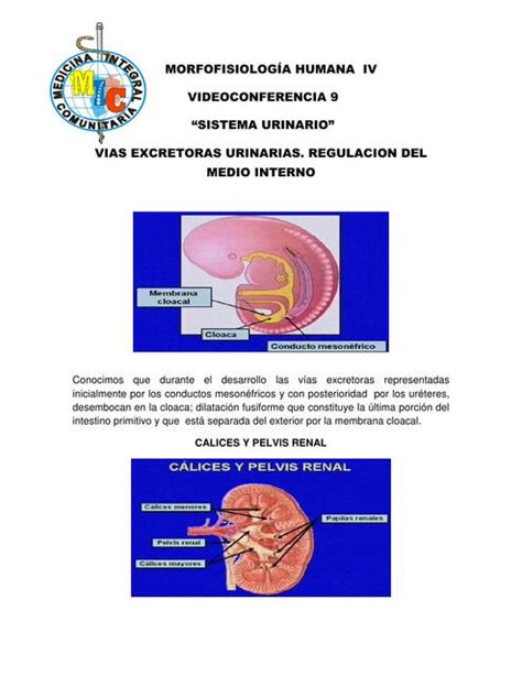 Vías Excretoras Urinarias Regulación del Medio Interno Yonheris uDocz