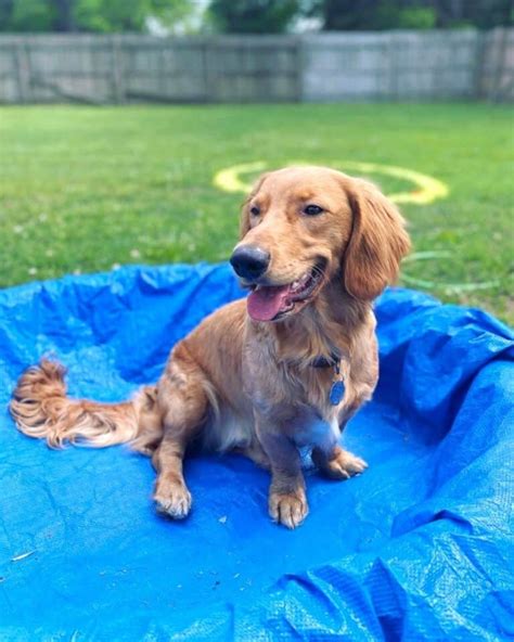 Dachshund Golden Retriever Mix Golden Dox Facts And Pictures