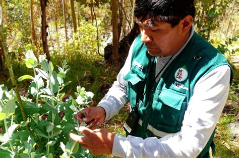 Senasa Controladores Biol Gicos Senasa Al D A