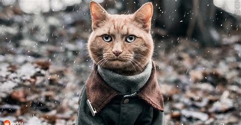 Psbattle Cat In Coat Photoshopbattles