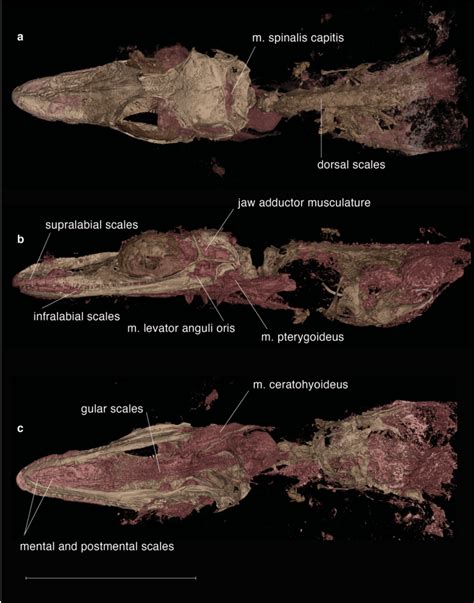 New Specimen Of Oculudentavis Sp Grs Ref 286278 Displaying The