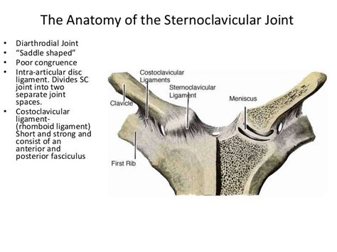 Sternoclavicular Joint Ligaments Diagram Diagram Quizlet 44 Off