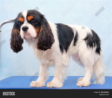 King Charles Spaniel Haircut