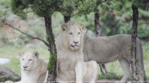 Albino Black Lion