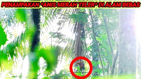 Suara Burung Anis Merah Gacor Teler Di Alam Bebas Cocok Buat Pancingan