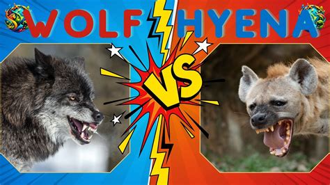 Wolf vs Hyena: The Ultimate Battle of Predators