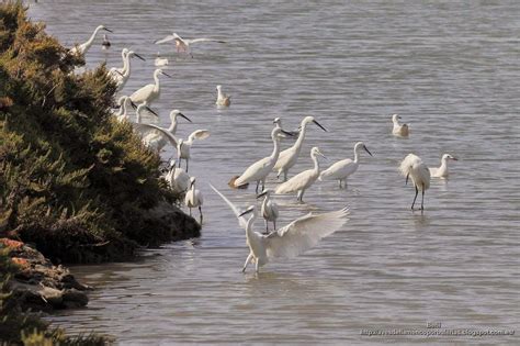 Reuni N De Garzas Cig E Ulas Gaviotas Y Charrancitos En Torno A Un