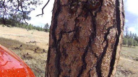 Wildland Firefighter Cutting Down A Burning Ponderosa Pine Tree Youtube