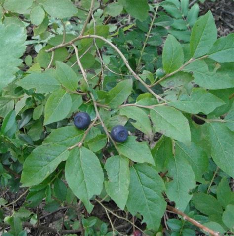 Mountain Huckleberry, Vaccinium membranaceum | Native Plants PNW