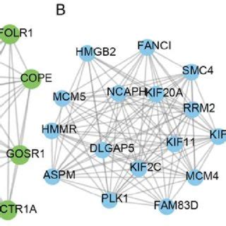 Polyphyllin Vii Induces Crc Cell Cycle Arrest And Apoptosis A