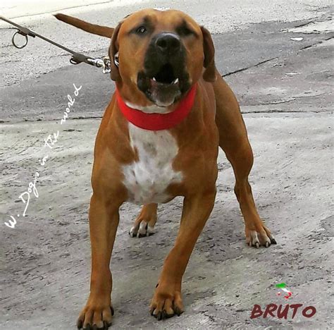 Bruto Adba From Italia Pitbull Dog American Pitbull Terrier