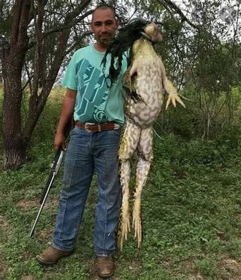 A Man Holding A Absolute Unit Of A Frog R Absoluteunits