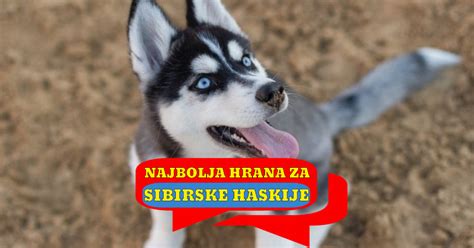 Su Haskiji Skloni Anksioznosti