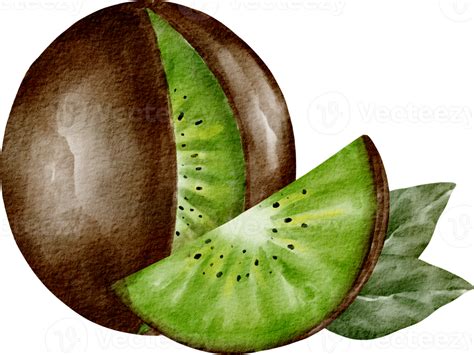 Watercolor Kiwi Fruit Element 16536691 PNG