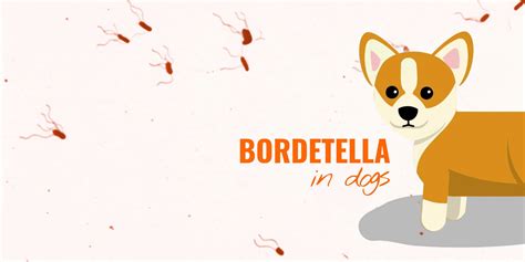 Bordetella Bronchiseptica In Dogs