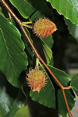 Fagus grandifolia - Alchetron, The Free Social Encyclopedia