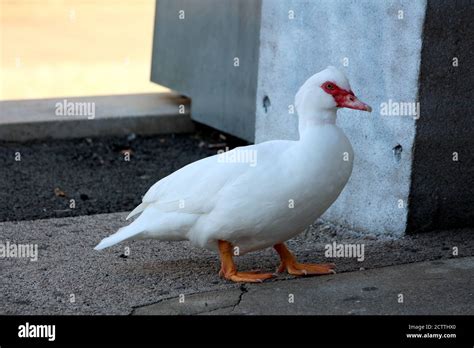 Pure White Small Duck With Red Spot Around Eyes And Red Beak Walking