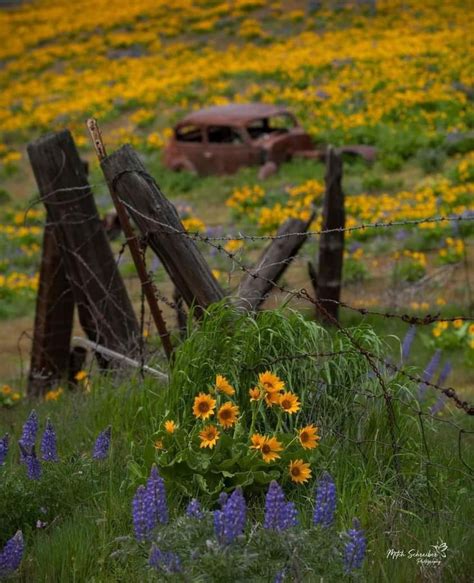 An Old Car Sits In The Middle Of A Field Full Of Wildflowers