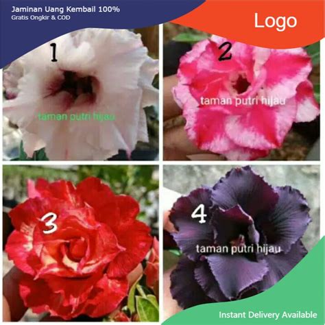 Jual Promo Paket Adenium Kamboja Jepang Shopee Indonesia