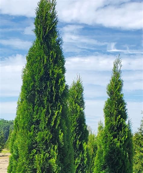 Emerald Arborvitae Native Roots