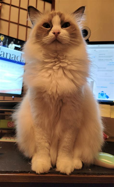 My Pretty Little Lady R Ragdolls