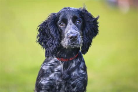 English Cocker Spaniel Full Profile History And Care