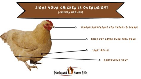 Overweight Chicken