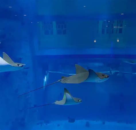 Aquarium In Qatar Case Ultraaqua
