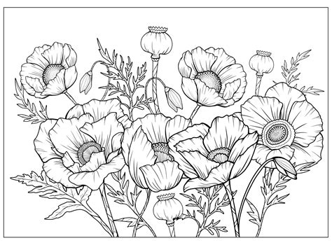 Poppy Colouring Pages